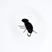 Beetle PA